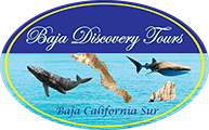 Baja Discovery Tours